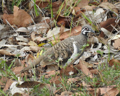 Geophaps scripta peninsulae