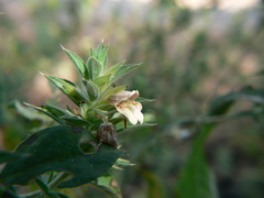 Lepidagathis cuspidata