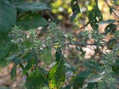 Lepidagathis cuspidata