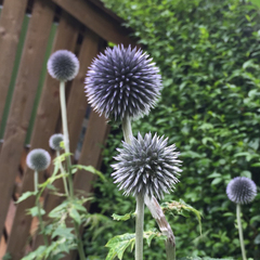 Echinops bannaticus