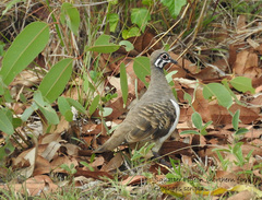 Geophaps scripta peninsulae