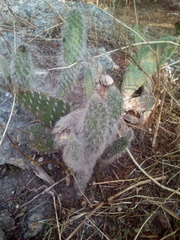 Opuntia senilis