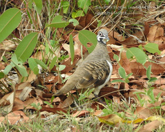 Geophaps scripta peninsulae