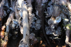 Crassostrea rhizophorae