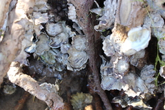 Crassostrea rhizophorae