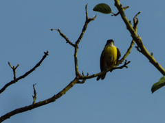 Myiozetetes similis