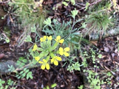 Erysimum crepidifolium