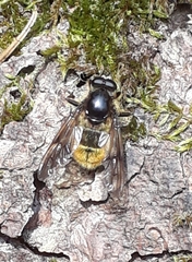 Brachypalpus chrysites