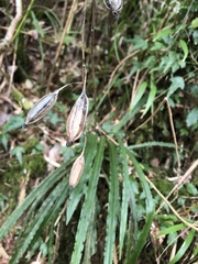 Calanthe arcuata