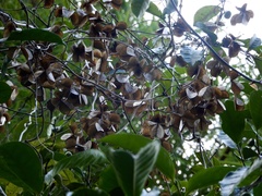 Dioscorea oppositifolia