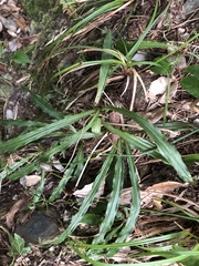 Calanthe arcuata