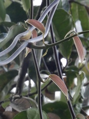 Dioscorea oppositifolia