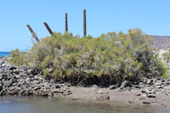 Arthroceras subterminale