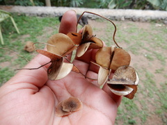 Dioscorea oppositifolia
