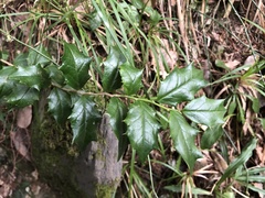 Ilex bioritsensis