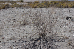 Euphorbia magdalenae