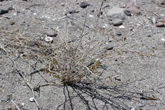 Euphorbia magdalenae