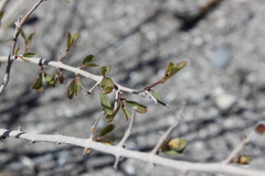 Euphorbia magdalenae