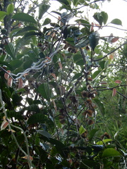 Dioscorea oppositifolia