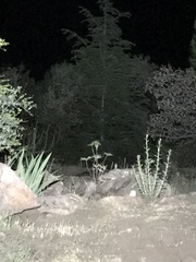 Delphinium cardinale