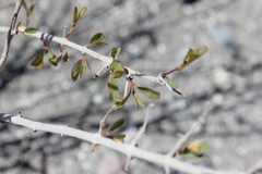 Euphorbia magdalenae