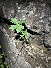 Delphinium cardinale