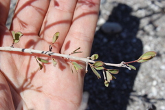 Euphorbia magdalenae