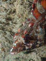 Oxylebius pictus