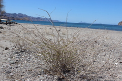 Euphorbia magdalenae