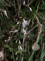 Ainsliaea latifolia