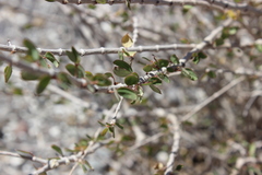 Euphorbia magdalenae