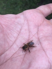 Apis mellifera