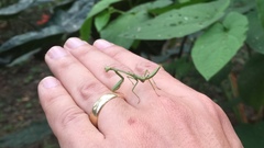 Stagmomantis
