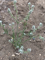 Cryptantha intermedia johnstonii