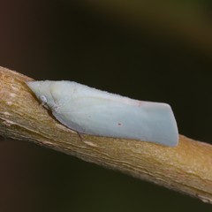 Colgaroides acuminata