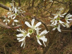 Amelanchier ovalis