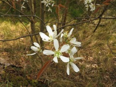 Amelanchier ovalis