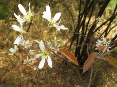 Amelanchier ovalis