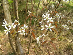 Amelanchier ovalis