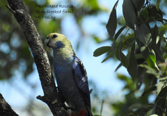 Platycercus adscitus adscitus