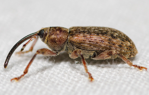 Dorytomus nuotrauka