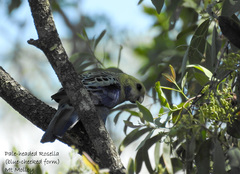 Platycercus adscitus adscitus