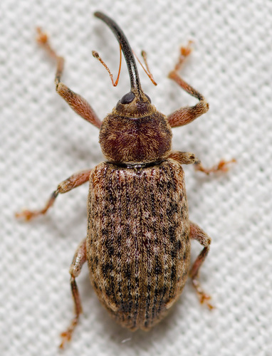 Dorytomus nuotrauka