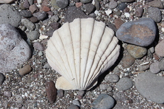 Pecten