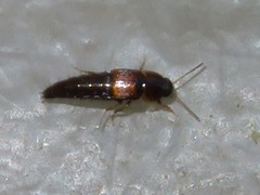 Tachyporus nitidulus