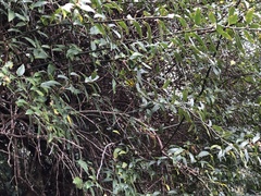 Prinsepia scandens