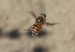 Stonemyia californica