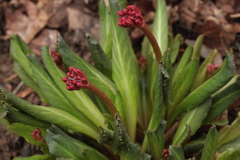 Primula maximowiczii
