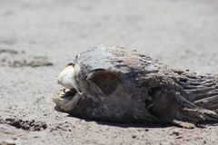 Diodon hystrix
