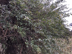 Prinsepia scandens